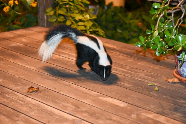 A striped skunk with a fluffy tail foraging on a wooden deck at night next to a potted plant.