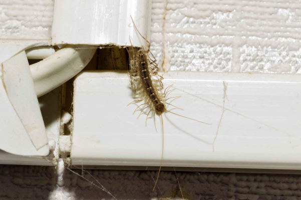 Close-up photo of a house centipede crawling along white wall trim.