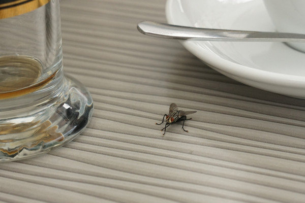 Fly on a table surface next to glassware and a saucer