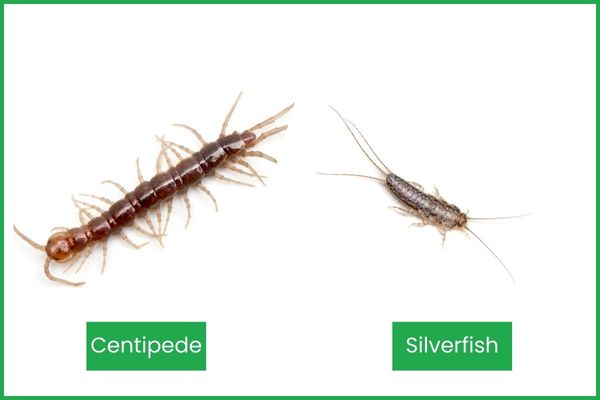centipede vs silverfish comparison