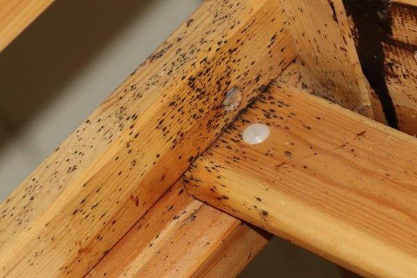 bed bug stains wood furniture