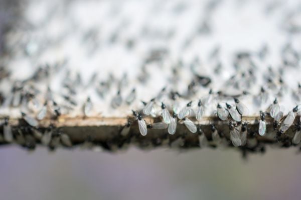 flying ants