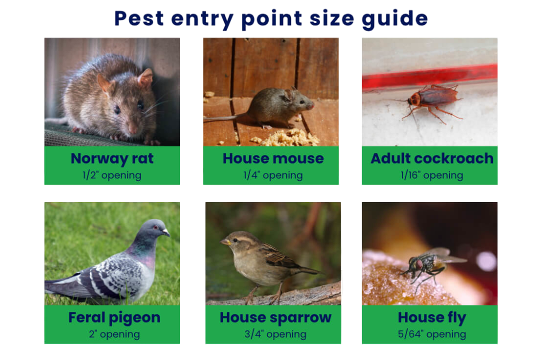 Pest entry point size guide illustrating the minimum opening size for a Norway rat, house mouse, adult cockroach, feral pigeon, house sparrow, and house fly.