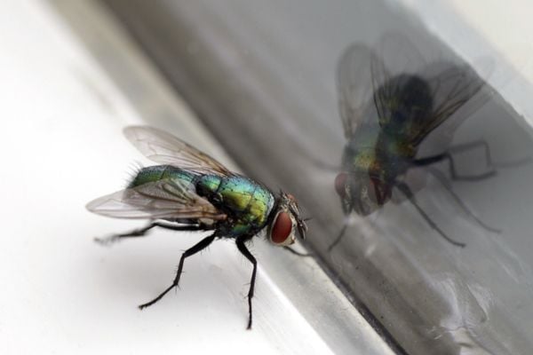 house fly