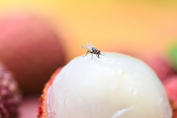 flies eating
