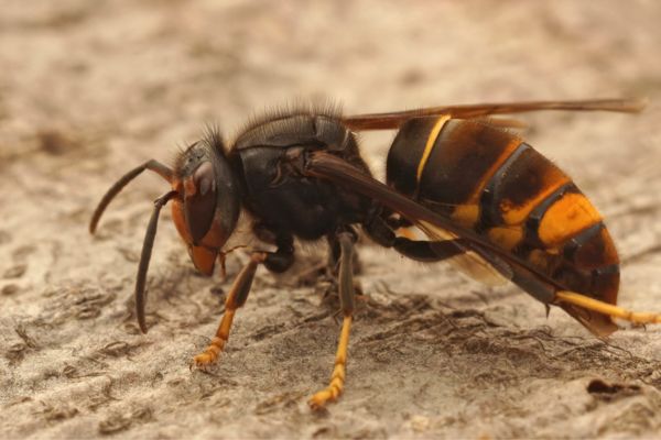 A hornet on the ground.