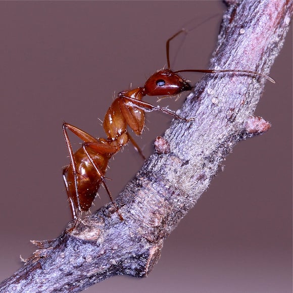 pest control