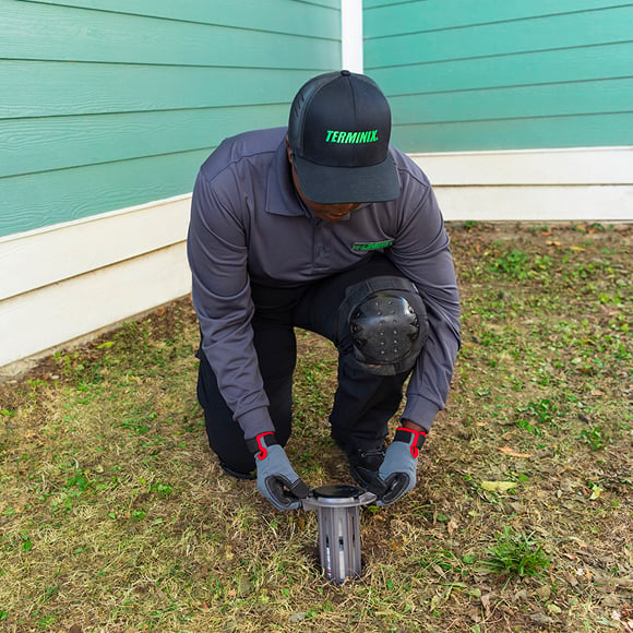 termite control