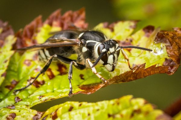 Macro photograph of a black and white bald-faced hornet perched on a leaf.