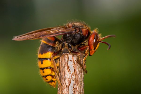 Macro photograph of a European hornet with yellow and reddish-brown markings resting on a branch.