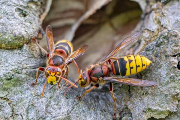 Two European hornets standing at the entrance hole of a nest in a tree trunk.