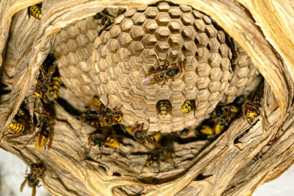 Interior view of a hornet nest showing honeycomb cells and crawling hornets.