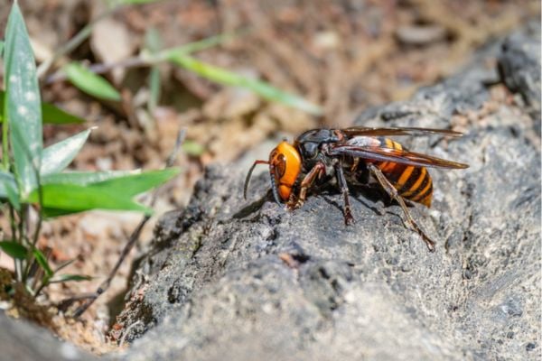 Northern giant hornet with a large orange head crawling across a rock outdoors.