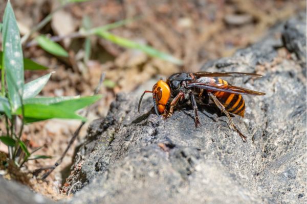 Northern giant hornet with a large orange head crawling across a rock outdoors.