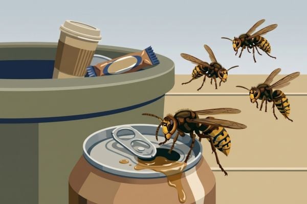 Illustration of hornets hovering around a spilled soda can near an outdoor trash bin.