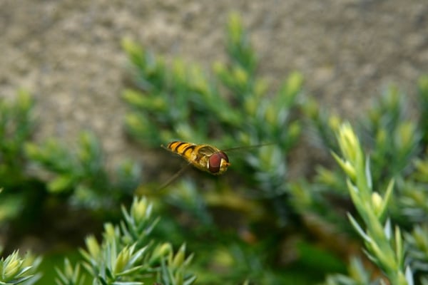 hover flies