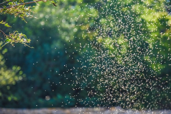 Mosquito swarm