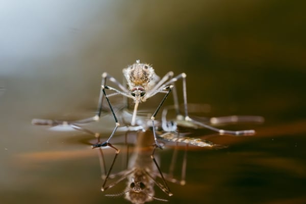 Mosquito eating
