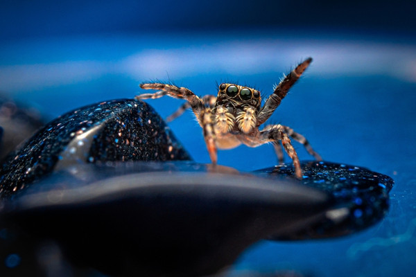 Jumping spider wave