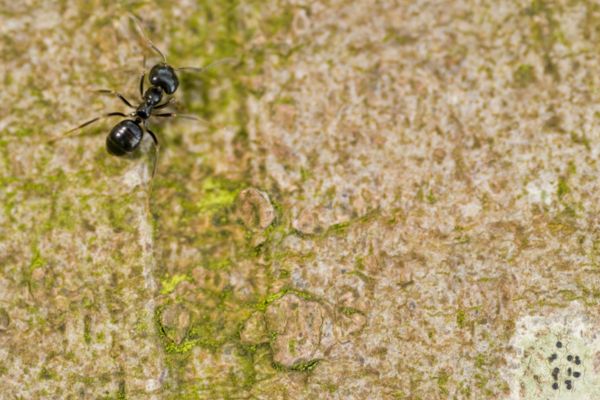 pavement ant on stone