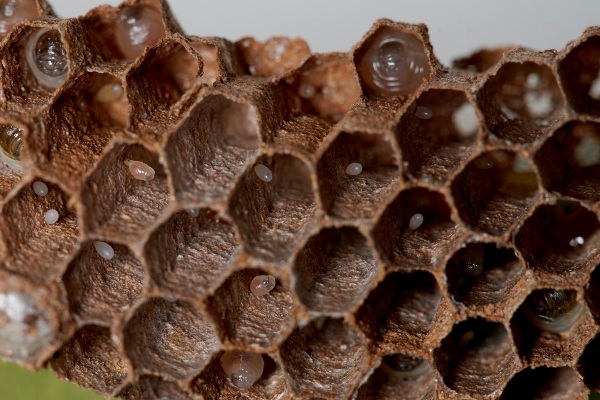 bee eggs