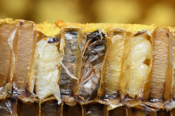 bee pupa
