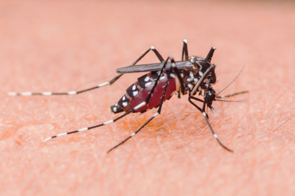 Close-up profile of an Aedes mosquito biting skin, showing a swollen red abdomen fully engorged with blood.