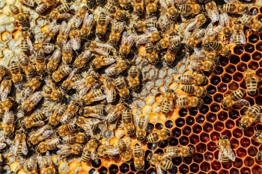 bees on honeycomb