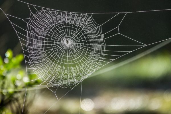 Spider web