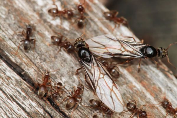 Flying ants on wood