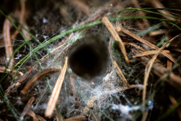 Funnel web