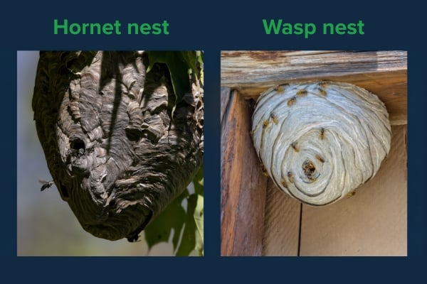 hornet nest vs wasp nest