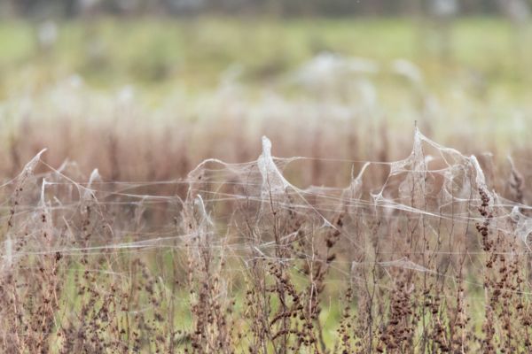 Sheet web