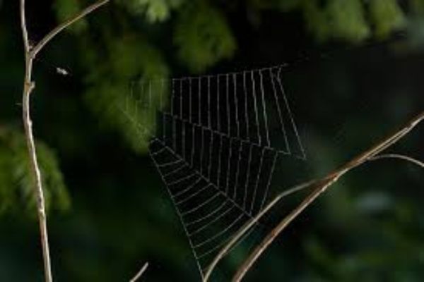 Spider web closeup