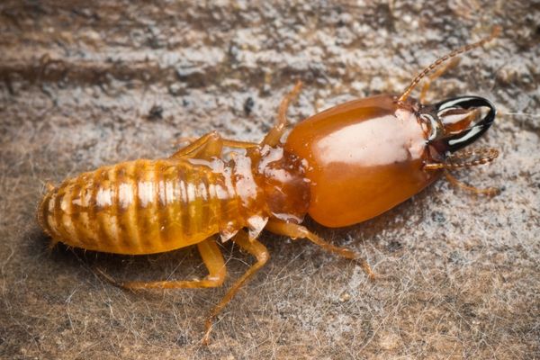 close up on dampwood termite