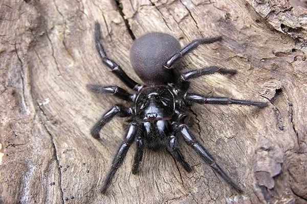 sydney-funnel-web