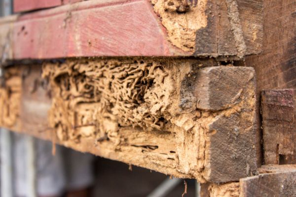 Termite wood tunnels