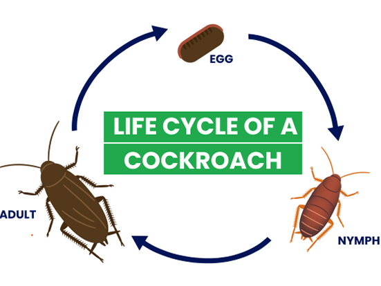 Life cycle