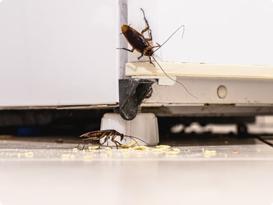 Get_rid_of_cockroaches