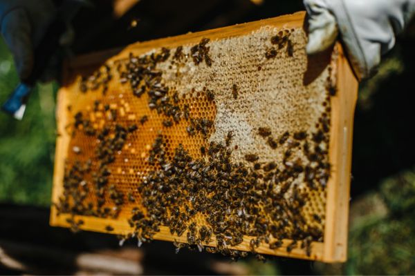 Beekeeper moving bees