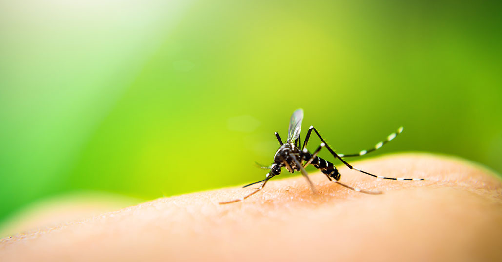  tmx_0000_Mosquito_5