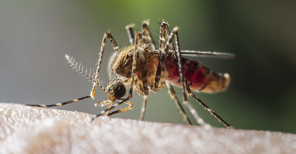  tmx_0002_Mosquito_3