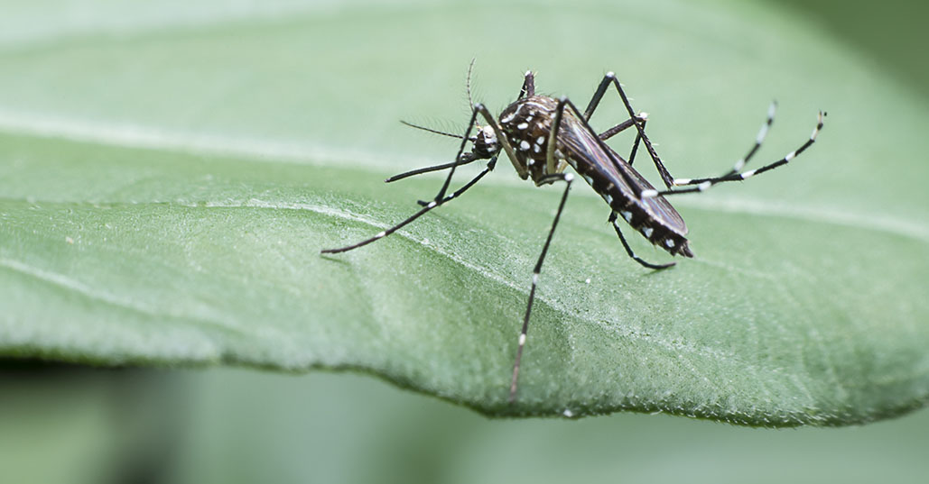  tmx_0003_Mosquito_2