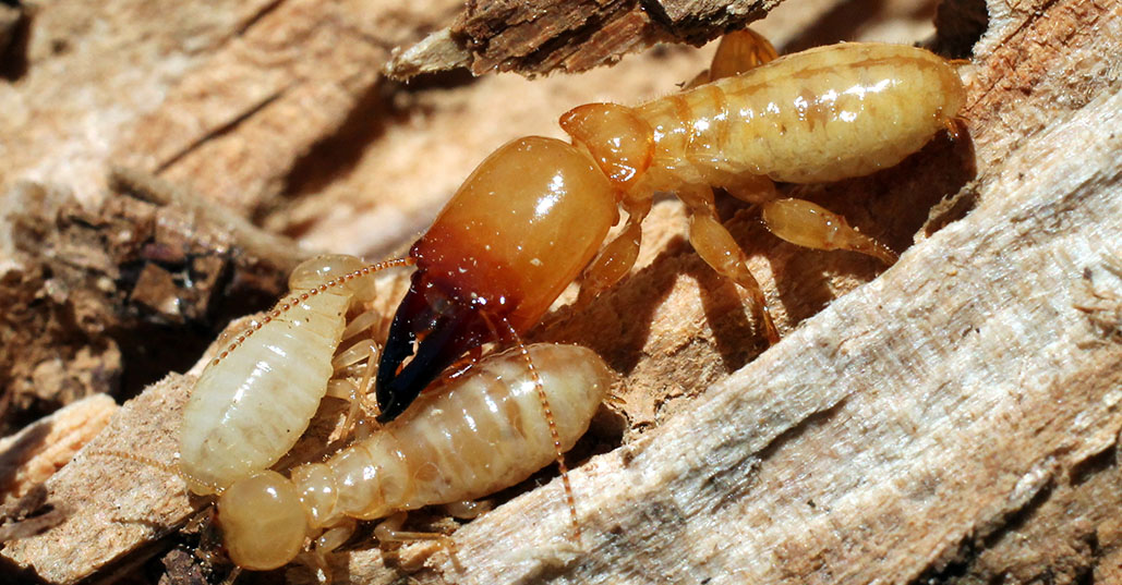  tmx_0005_Termite_3