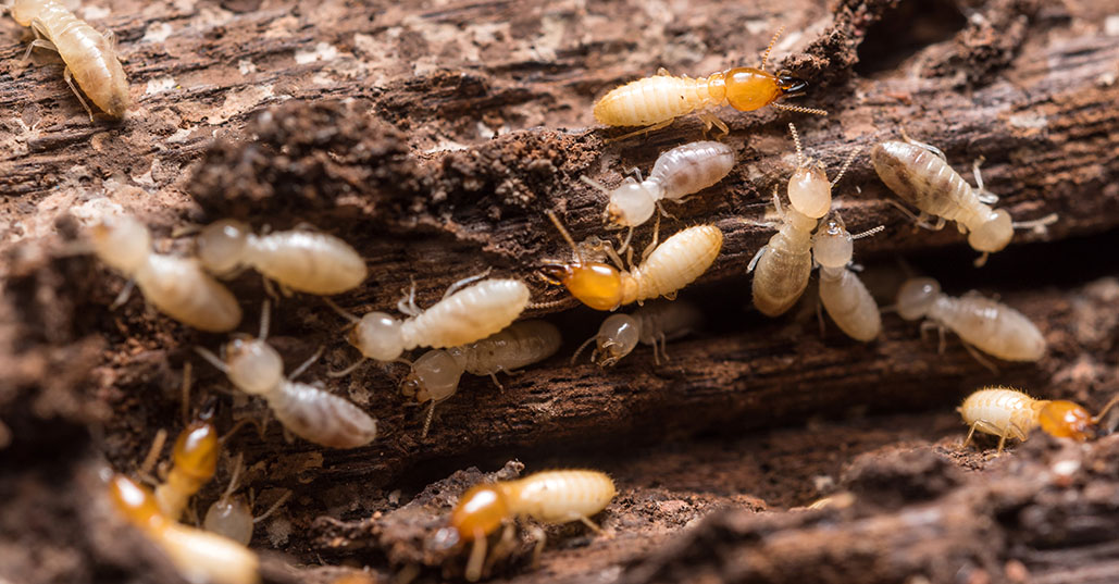  tmx_0007_Termite_1