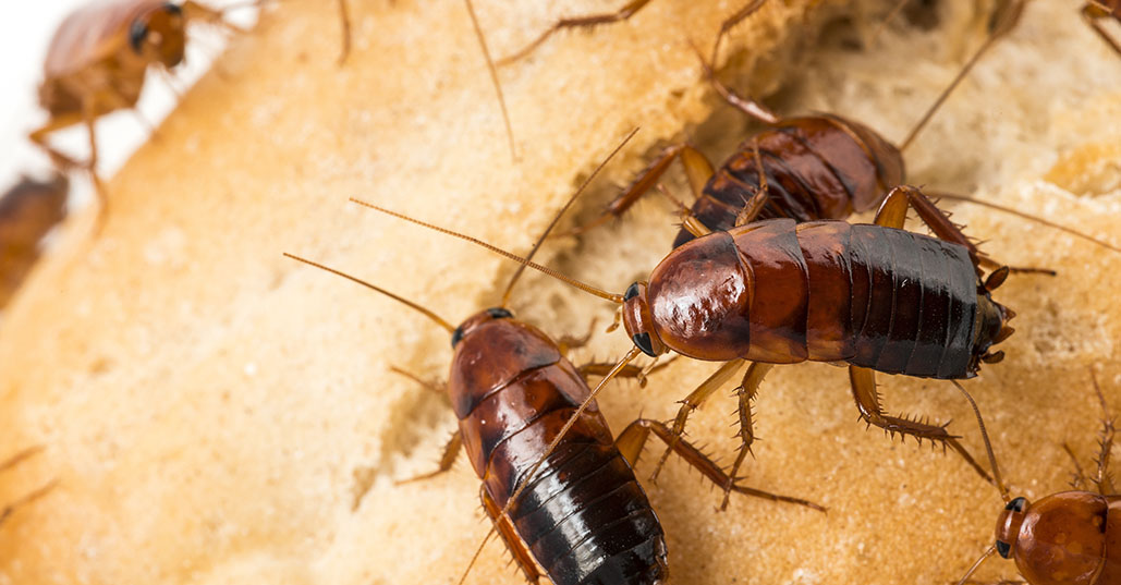 tmx_0009_Cockroach_1