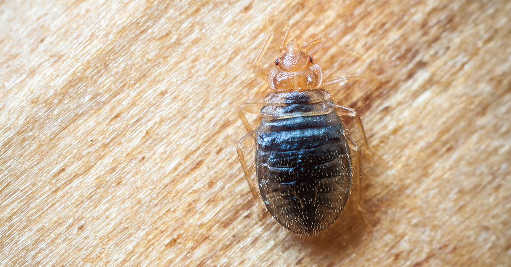  tmx_0010_Bed_bug