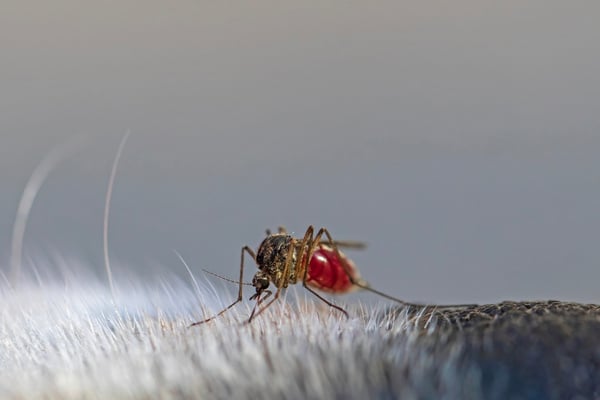 Mosquito close up