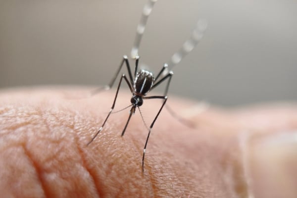 Front-view macro shot of an Aedes mosquito with distinctive white-striped legs and thorax resting on a human finger.