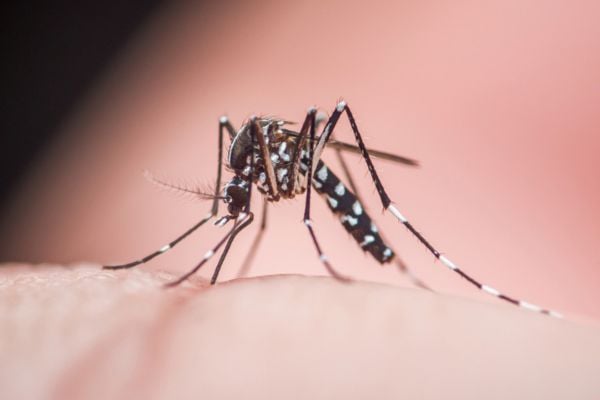Macro photo of a black and white striped Aedes mosquito inserting its needle-like proboscis into human skin.